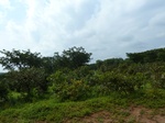 19724P1010573.JPG