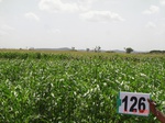 124630126a-irrigated-supplemental-groundwater-sunflower-doublecrop.gif