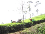 15292IMG_4126.JPG