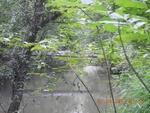 2017-07-06_14-03-21_Buffalo Creek, looking n towards  Rte 15BR bridge, Farmville Va.JPG