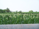 513122042008(71).JPG