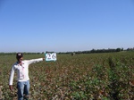 8020026-Farm land (Surface water) Cotton-b.jpg