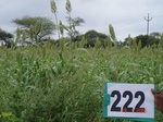 71360222c-rainfed-agriculture-mixedcrop-cotton-dominant-sorghum-gram.jpg
