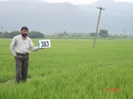 76640383a-irrigated-supplemental-tank-rice-doublecrop.jpg