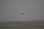 4170IMG_8808.JPG