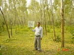 11252gt076-forest-1.jpg
