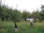 8034033-Farm land (Surface water) apricot-b.jpg