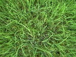 1798020090730_gt01a_Agriculture_Rice_Irrigated_Triple_Continous.JPG