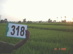 74560318b-irrigated-canal-rice-doublecrop.jpg