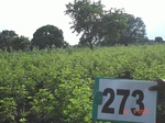 73050273a-irrigated-supplemental-lift-irrigation-cotton.jpg