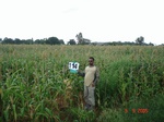 124280114a-rainfed-agriculture-sorghum.gif