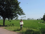 7936gt141b_rice_sugarcane_under_prakasam_barriage.jpg