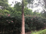 2017-09-10_07-08-52_E66A5D7C-5C4E-451D-8C18-4ABB3DDED847.jpg