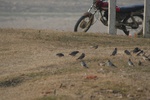 4257IMG_8896.JPG