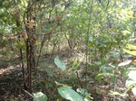 2020-11-24_15-23-53_P8250015_P2_C2.JPG