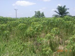 8855nigeria 065.jpg