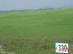 131900330a-irrigated-canal-rice.gif