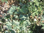 10370vp-062-Irrigated (Surface water) cotton-a.jpg