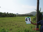 6246041c-irrigated-supplemental-groundwater-rice-sugarcane-plantation-doublecrop-coconut(plantation).jpg