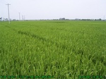 42992007.6.20.st4.JPG