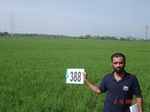 62200388b-irrigated-supplemental-tank-rice.jpg