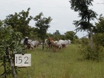 12155GT152_fallow_with_cows.JPG