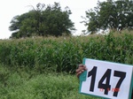 69100147d-irrigated-supplemental-lift-irrigation-mixedcrop-maize-millet-sorghum-onion-corriander.jpg