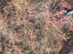 10372vp-063-Bushland-Succulant-a.jpg