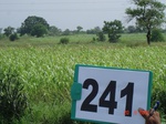 128580241a-rainfed-agriculture-sorghum.gif