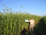 8011022-irri-sorgum-1b.jpg