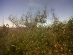 2012-09-16_21-16-42_CA-SD-8-1.jpg