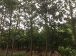 2017-09-11_22-12-19_DAEAC0BE-3B3B-497E-826A-E984772DF93A.jpg