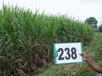 71850238b-irrigated-supplemental-groundwater-sugarcane.jpg