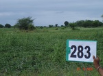 73330283a-rainfed-agriculture-soyabean.jpg