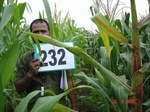 71650232a-rainfed-agriculture-maize.jpg