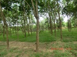 2012-09-26_20-48-41_CIMG1009.JPG