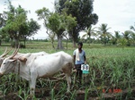 6427098a-irrigated-canal-sugarcane-dominant-rice-single-crop.jpg
