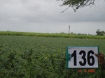 125020136d-irrigated-supplemental-major-lift-irrigation.gif