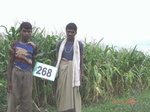 129600268b-irrigated-supplemental-lift-irrigation-mixedcrop-cotton-dominant-maize-chilli.gif