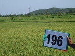 127110196b-irrigated-supplemental-groundwater-rice.gif