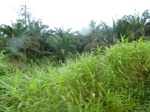 20556P1020413.JPG
