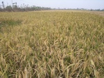 4642RIMG0069.JPG