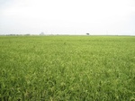 15593IMG_4664.JPG