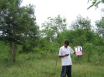 837271-plantation-young-multipurpose-a.jpg
