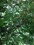 2018-06-26_19-31-37_5FAD7BF9-F78A-4D76-9565-67A5284D2212.jpg