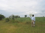 9855gt101b_cropland_sunflower_cotton.gif