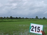 127690215a-irrigated-canal-rice.gif