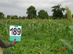 70400189b-rainfed-agriculture-mixedcrop-sorghum-soyabean-turmeric.jpg