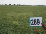73540289b-rainfed-agriculture-soyabean-double-crop-wheat.jpg