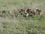 2012-09-15_11-33-51_TX-EL-13-Midlothian-2.JPG